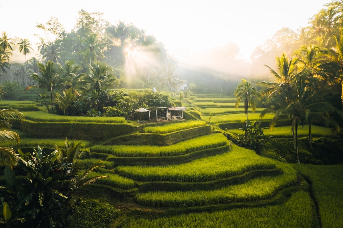 aerial drone view of tegallalang rice fields terra