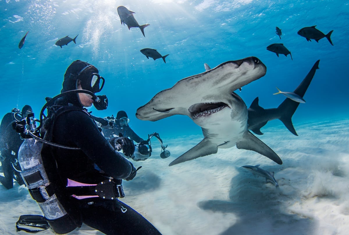 diver encountering a curious shark under the cryst