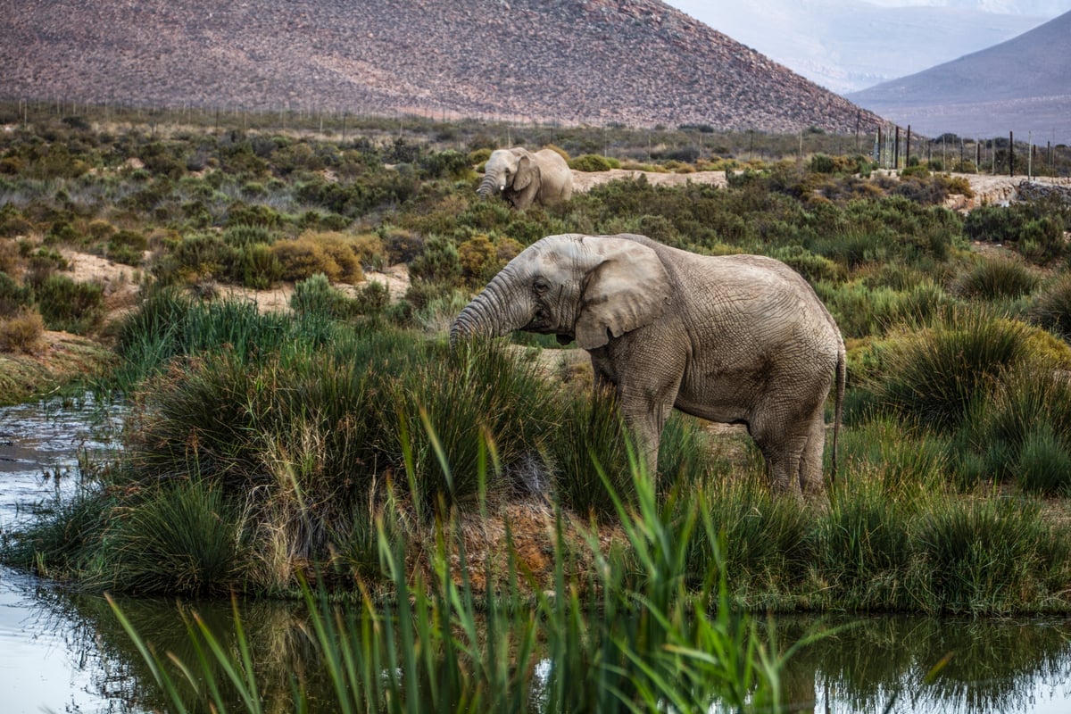 elephants near a water body in a lush landscape